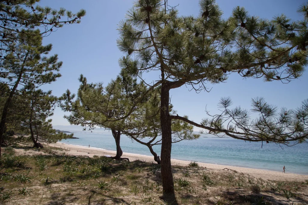 Playa de Barra vista desde el pinar, con arena blanca y aguas tranquilas en Cangas